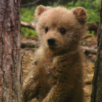 joyfull bears