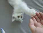 Qnpk