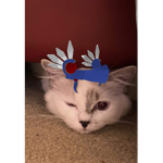 Cats Are gangsters