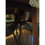 ~adoront les chat~