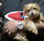 Yorkies Rock!!!