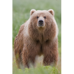 Bear group bears specialty