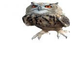 Owls Crew