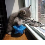 CAT FOREVER
