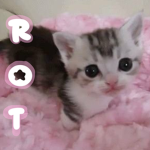 * rott