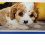 CuteCute puppy squad