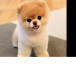 Dogzrule
