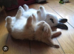 Hacker Bunny