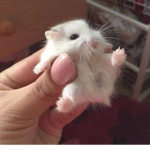/ᐠﹷ ‸ ﹷ ᐟ\ﾉ !