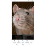 Rat state