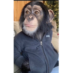 Monkey4lifers