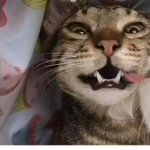 VENGALA