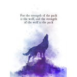 Sydney’s Wolf pack