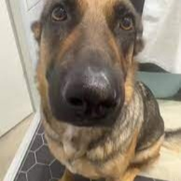 whining dog obby [NEW]