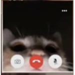 lovecatgroup