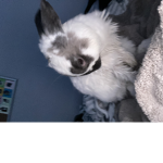 The_Bun Bun_Squad