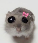 Wiki coco