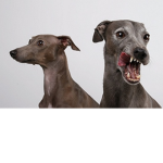 Italian Greyhound Lovers