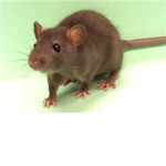 rats are cute