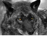 The black wolf packs