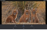 Family of the floppas