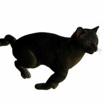 meow meow i am a cat