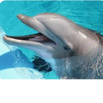 Team_ Dolphin