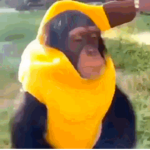 Бананы