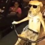 DOGGOS INC