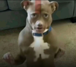 hihihihihiiii