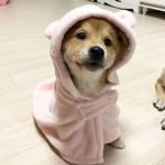 Shy_girlsgroup