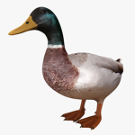 The Duck Gang!!!!