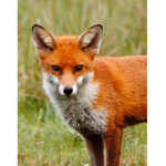 Family Fox Group