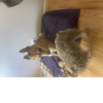 Dog famiły