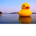 cute ducky studios