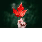 Crystal Leaf