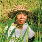 -_-The Asian's Rice Farmer-_-