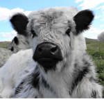 Tiny_cows