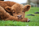 Cow+Ox Squad!