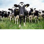 Cow squad!