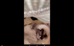 Ilovemycats!