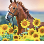 Luna horses