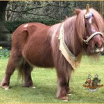 PonyGroup