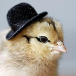 The Epic Chicken Group