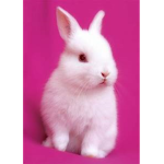 pink bunny imp