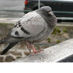 PIGEONS GO EH EH