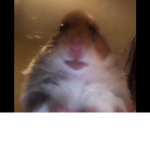 Maxi hamster club