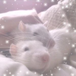 ratz <3