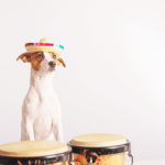 Bongo dogs