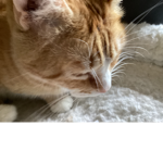 Kittens and friends